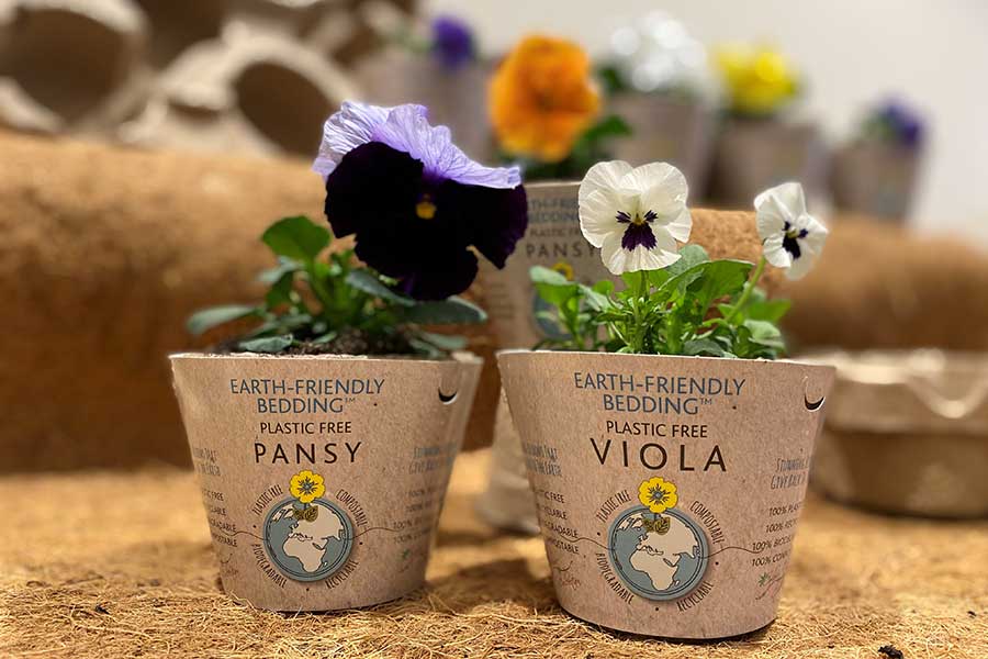 Biodegradable pots with Pansy & Viola